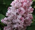 Сирень "Олимпиада Колесникова" / Syringa vulgaris "Olimpiada Kolesnikova" — фото 2