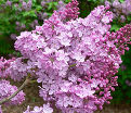 Сирень "Виндсонг" / Syringa vulgaris "Windsong" — фото 2