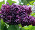 Сирень "Суворовец" / Syringa vulgaris "Suvorovets" — фото 2