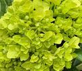 Гортензия метельчатая Мохито / Hydrangea panniculata Mojito — фото 3