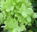 Гортензия метельчатая Мохито / Hydrangea panniculata Mojito — фото 4