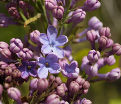 Сирень "Дуайт Эйзенхауэр" штамбовая / Syringa vulgaris "Dwight D. Eisenhower" — фото 2