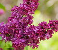 Сирень "Шарль Жоли"штамбовая / Syringa vulgaris "Charles Joly" — фото 3