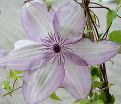 Клематис Утопия / Clematis Utopia — фото 2