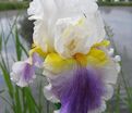 Ирис "Арктик Бёрст" (Iris Arctic Burst) — фото 3