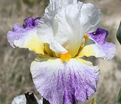 Ирис "Арктик Бёрст" (Iris Arctic Burst) — фото 5