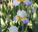 Ирис "Арктик Бёрст" (Iris Arctic Burst) — фото 6