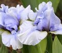 Ирис "Бризи Блю" (Iris Breezy Blue) — фото 3