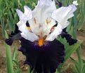 Ирис "Домино Нуар" (Iris Domino Noir) — фото 4