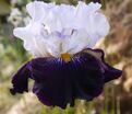 Ирис "Домино Нуар" (Iris Domino Noir) — фото 5