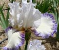 Ирис "Крэм Фуэте" (Iris Creme Fouettee) — фото 2