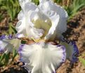 Ирис "Крэм Фуэте" (Iris Creme Fouettee) — фото 3