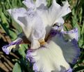 Ирис "Крэм Фуэте" (Iris Creme Fouettee) — фото 5