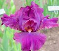 Ирис "Ревд Ап Роуз" (Iris Revved Up Rose) — фото 3