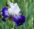 Ирис "Сьель э Мэр" (Iris Ciel Et Mer) — фото 2