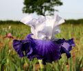 Ирис "Сьель э Мэр" (Iris Ciel Et Mer) — фото 3