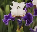 Ирис "Сьель э Мэр" (Iris Ciel Et Mer) — фото 6