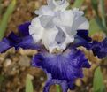 Ирис "Сьель э Мэр" (Iris Ciel Et Mer) — фото 7