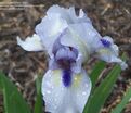 Ирис "Фореве Блю" (Iris Forever Blue) — фото 2