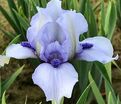 Ирис "Фореве Блю" (Iris Forever Blue) — фото 3