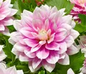 Георгин Блюсетт (Dahlia Bluesette) — фото 8