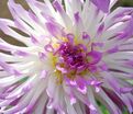 Георгин Болд Акцент (Dahlia Bold Accent) — фото 3