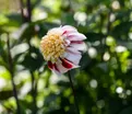 Георгин Бон Одори (Dahlia Bon Odori) — фото 2