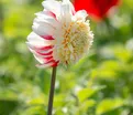 Георгин Бон Одори (Dahlia Bon Odori) — фото 4