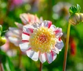 Георгин Бон Одори (Dahlia Bon Odori) — фото 5