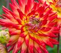 Георгин Бора Бора (Dahlia Bora Bora) — фото 5