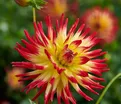 Георгин Вестон Спэниш Дэнсер (Dahlia Weston Spanish Dancer) — фото 3