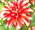 Георгин Динамит (Dahlia Dynamite) — фото 2