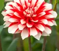 Георгин Динамит (Dahlia Dynamite) — фото 3