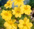 Георгин Еллоу Снизи (Dahlia Yellow Sneezy) — фото 4