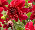 Георгин Инка (Dahlia Inca) — фото 2