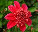 Георгин Инка (Dahlia Inca) — фото 3