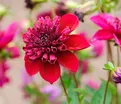 Георгин Инка (Dahlia Inca) — фото 4