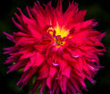 Георгин Мингус Джеки (Dahlia Mingus Jacky) — фото 2