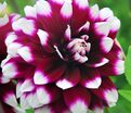 Георгин Мистери Дей (Dahlia Mystery Day) — фото 4